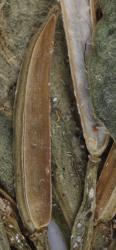 Cardamine depressa subsp. stellata. Mature silique.
 Image: P.B. Heenan © Landcare Research 2019 CC BY 3.0 NZ